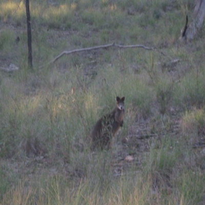 Wallabia bicolor (Swamp Wallaby) at Holt, ACT - 2 Sep 2020 by dwise