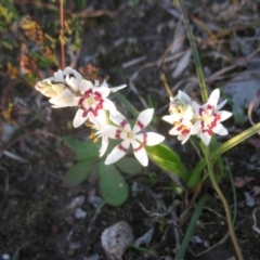 Wurmbea dioica subsp. dioica (Early Nancy) at Cook, ACT - 2 Sep 2020 by dwise