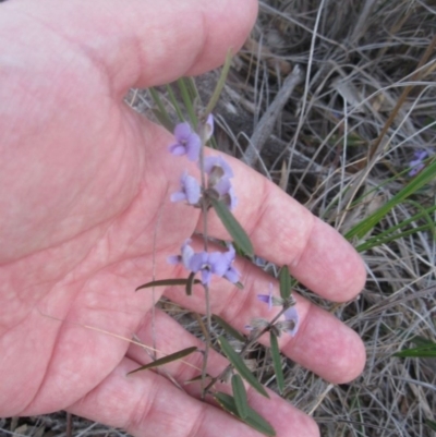 Hovea heterophylla (Common Hovea) at Aranda, ACT - 2 Sep 2020 by dwise