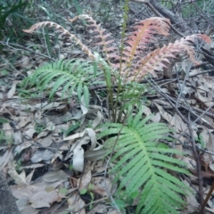 Blechnum cartilagineum (Gristle Fern) at Bawley Point, NSW - 2 Sep 2020 by GLemann