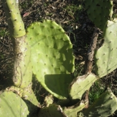 Opuntia sp. at Holt, ACT - 29 Aug 2020