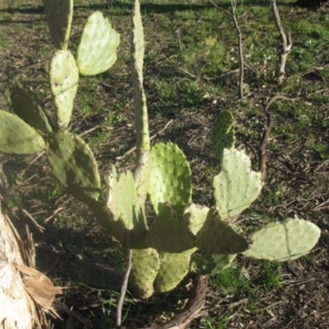 Opuntia sp. at Holt, ACT - 29 Aug 2020