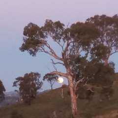 Eucalyptus polyanthemos (Red Box) at Urambi Hills - 2 Sep 2020 by michaelb