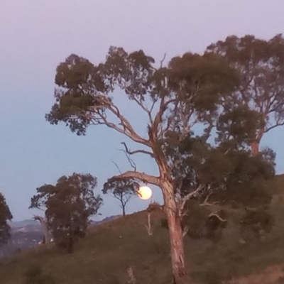 Eucalyptus polyanthemos (Red Box) at Urambi Hills - 2 Sep 2020 by michaelb