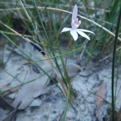 Caladenia alata (Fairy Orchid) at Bawley Point, NSW - 2 Sep 2020 by GLemann