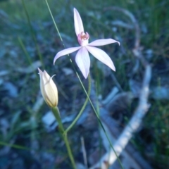Caladenia hillmanii (Purple Heart Orchid) at Bawley Point, NSW - 2 Sep 2020 by GLemann