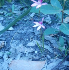 Caladenia hillmanii (Purple Heart Orchid) at Bawley Point, NSW - 2 Sep 2020 by GLemann