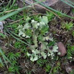 Heterodea sp. (A lichen) at Acton, ACT - 1 Sep 2020 by ConBoekel