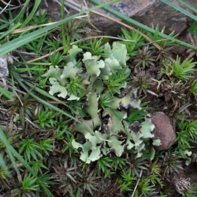 Heterodea sp. (A lichen) at Acton, ACT - 2 Sep 2020 by ConBoekel