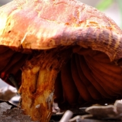Unverified Cap on a stem; gills below cap [mushrooms or mushroom-like] at Forde, ACT - 2 Sep 2020 by Kurt