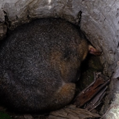 Trichosurus vulpecula (Common Brushtail Possum) at Mulligans Flat - 2 Sep 2020 by Kurt