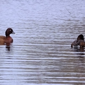 Aythya australis at Forde, ACT - 2 Sep 2020