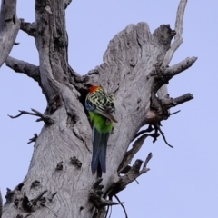 Platycercus eximius (Eastern Rosella) at Forde, ACT - 2 Sep 2020 by Kurt