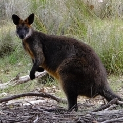 Wallabia bicolor (Swamp Wallaby) at Forde, ACT - 2 Sep 2020 by Kurt