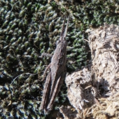 Coryphistes ruricola at Stromlo, ACT - 30 Aug 2020 11:29 AM
