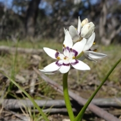 Wurmbea dioica subsp. dioica (Early Nancy) at Stony Creek Nature Reserve - 1 Sep 2020 by JanetRussell