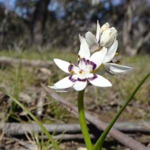 Wurmbea dioica subsp. dioica at Carwoola, NSW - 1 Sep 2020 02:01 PM