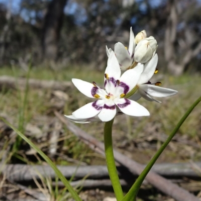 Wurmbea dioica subsp. dioica (Early Nancy) at Carwoola, NSW - 1 Sep 2020 by JanetRussell