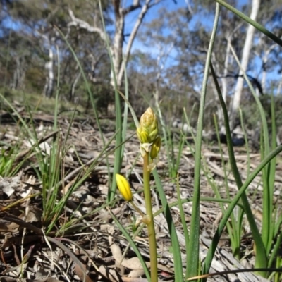 Bulbine bulbosa (Golden Lily) at Carwoola, NSW - 1 Sep 2020 by JanetRussell