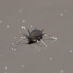 Aphididae (family) (Unidentified aphid) at ANBG - 1 Sep 2020 by TimL