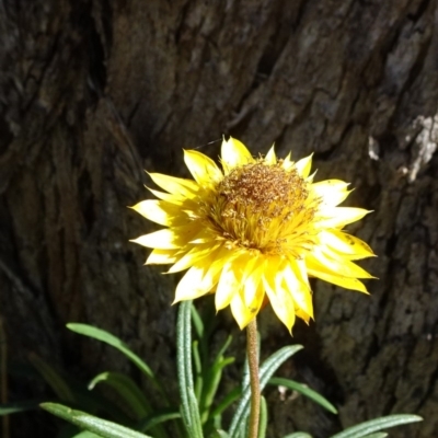 Xerochrysum viscosum (Sticky Everlasting) at Carwoola, NSW - 1 Sep 2020 by JanetRussell