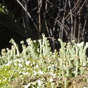 Cladonia sp. (genus) at Carwoola, NSW - 1 Sep 2020 02:51 PM