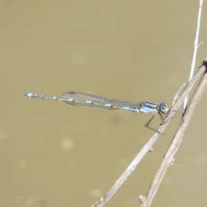 Austrolestes leda at Chifley, ACT - 29 Aug 2020