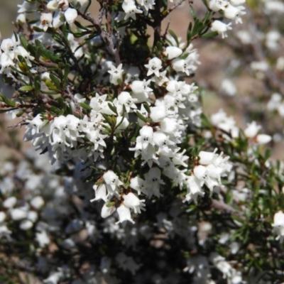 Cryptandra amara (Bitter Cryptandra) at Fisher, ACT - 29 Aug 2020 by MatthewFrawley