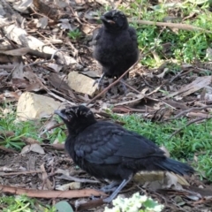 Corcorax melanorhamphos at Hughes, ACT - 2 Sep 2020