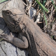 Pogona barbata (Eastern Bearded Dragon) at Hughes, ACT - 2 Sep 2020 by JackyF