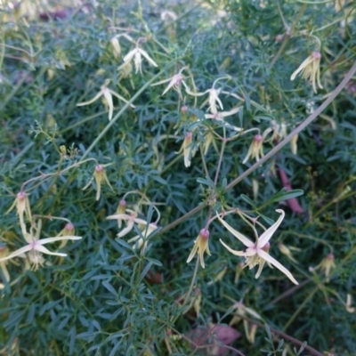 Clematis leptophylla (Small-leaf Clematis, Old Man's Beard) at Deakin, ACT - 2 Sep 2020 by JackyF