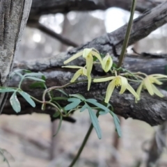 Clematis leptophylla (Small-leaf Clematis, Old Man's Beard) at Mount Majura - 1 Sep 2020 by sbittinger