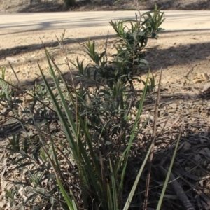 Billardiera scandens at Gundaroo, NSW - 2 Sep 2020