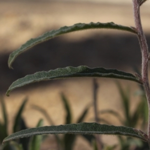 Billardiera scandens at Gundaroo, NSW - 2 Sep 2020