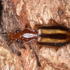 Demetrida vittata (Demetrida vittata) at Majura, ACT - 2 Sep 2020 by jb2602