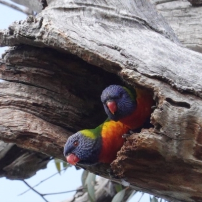 Trichoglossus moluccanus (Rainbow Lorikeet) at GG229 - 1 Sep 2020 by JackyF