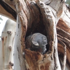 Callocephalon fimbriatum (Gang-gang Cockatoo) at GG229 - 2 Sep 2020 by JackyF