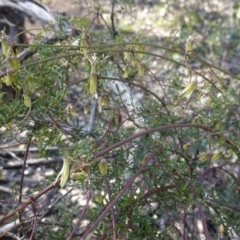 Clematis leptophylla (Small-leaf Clematis, Old Man's Beard) at Hughes, ACT - 1 Sep 2020 by JackyF