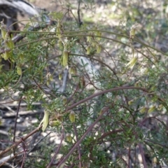 Clematis leptophylla (Small-leaf Clematis, Old Man's Beard) at Hughes, ACT - 1 Sep 2020 by JackyF