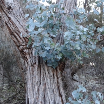 Eucalyptus cinerea (Argyle Apple) at Symonston, ACT - 2 Sep 2020 by Mike