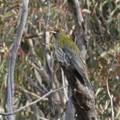 Oriolus sagittatus (Olive-backed Oriole) at Hughes, ACT - 1 Sep 2020 by JackyF