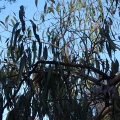 Eucalyptus bridgesiana at Red Hill, ACT - 2 Sep 2020 04:17 PM