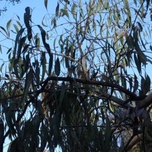 Eucalyptus bridgesiana at Red Hill, ACT - 2 Sep 2020