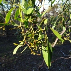 Acacia pycnantha (Golden Wattle) at Red Hill, ACT - 2 Sep 2020 by Mike