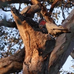 Callocephalon fimbriatum (Gang-gang Cockatoo) at Deakin, ACT - 1 Sep 2020 by JackyF