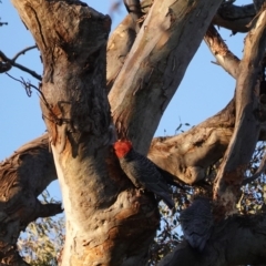 Callocephalon fimbriatum at Deakin, ACT - 1 Sep 2020