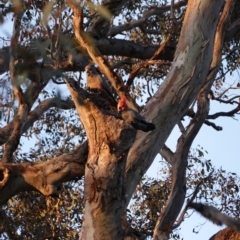 Callocephalon fimbriatum at Deakin, ACT - 1 Sep 2020