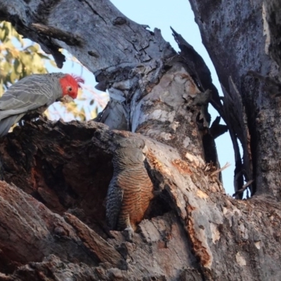 Callocephalon fimbriatum (Gang-gang Cockatoo) at Deakin, ACT - 1 Sep 2020 by JackyF