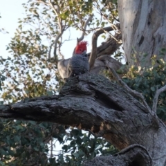 Callocephalon fimbriatum (Gang-gang Cockatoo) at Deakin, ACT - 1 Sep 2020 by JackyF