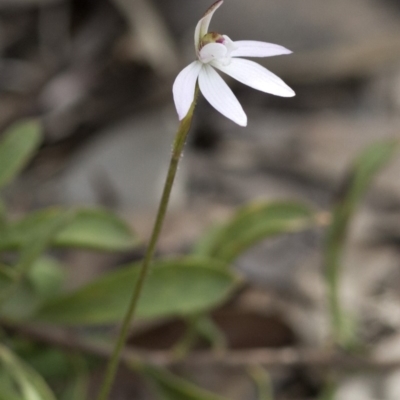 Caladenia fuscata (Dusky Fingers) at Wee Jasper, NSW - 2 Sep 2020 by JudithRoach